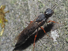 Xiphydria camelus