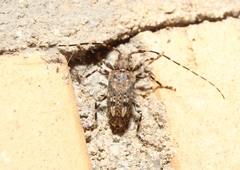 Astyleiopus variegatus