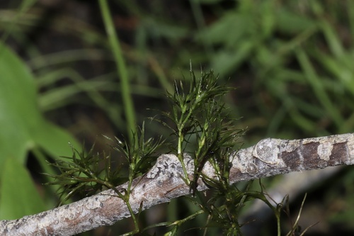 Image of Najas flexilis by (c) Dustin Snider, some rights reserved (CC BY)