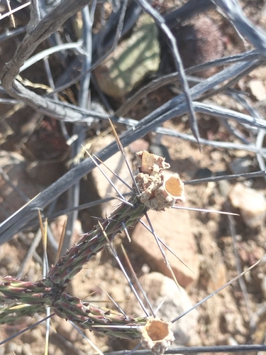 Image of Cylindropuntia tesajo by no rights reserved