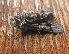 Behrensia conchiformis