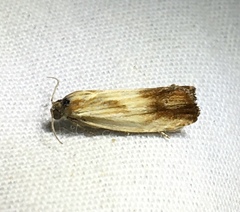 Eucosma umbrastriana