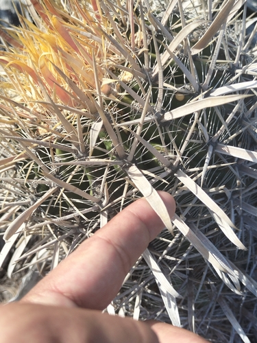 Image of Ferocactus gracilis by no rights reserved