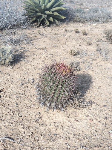 Image of Ferocactus gracilis by no rights reserved
