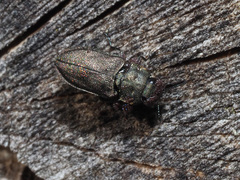 Anthaxia quadripunctata