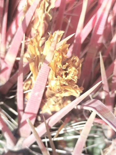 Image of Ferocactus gracilis by no rights reserved