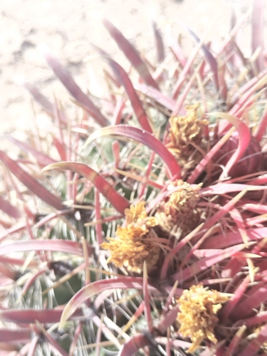 Image of Ferocactus gracilis by no rights reserved