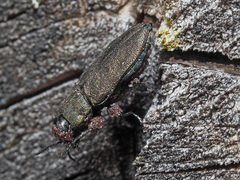 Anthaxia quadripunctata