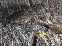 Anthaxia quadripunctata
