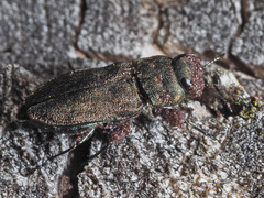 Anthaxia quadripunctata