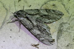 Lintneria eremitoides