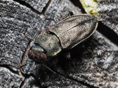 Anthaxia quadripunctata