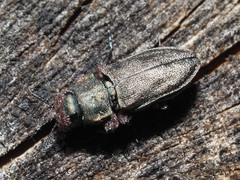 Anthaxia quadripunctata