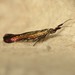 Coleophora deauratella - Photo (c) Donald Hobern, algunos derechos reservados (CC BY)
