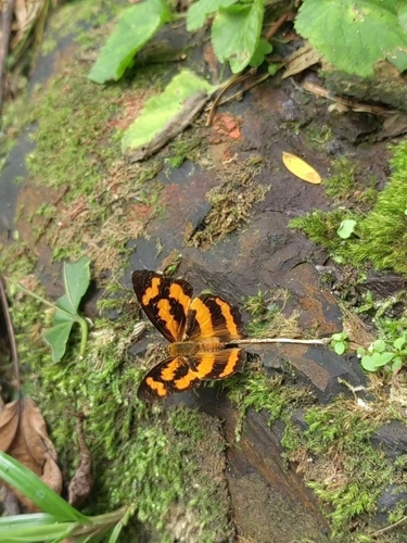Yellow Jester