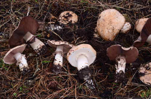 Agaricus pattersoniae