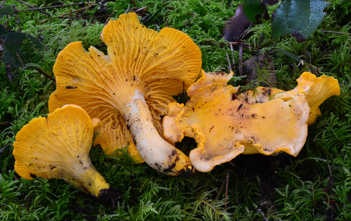 Rainbow Chanterelle