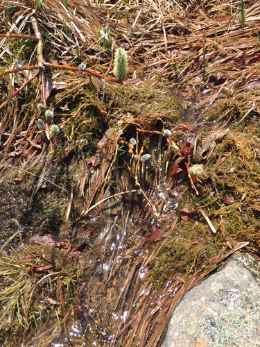 Salix planifolia iNaturalist observation