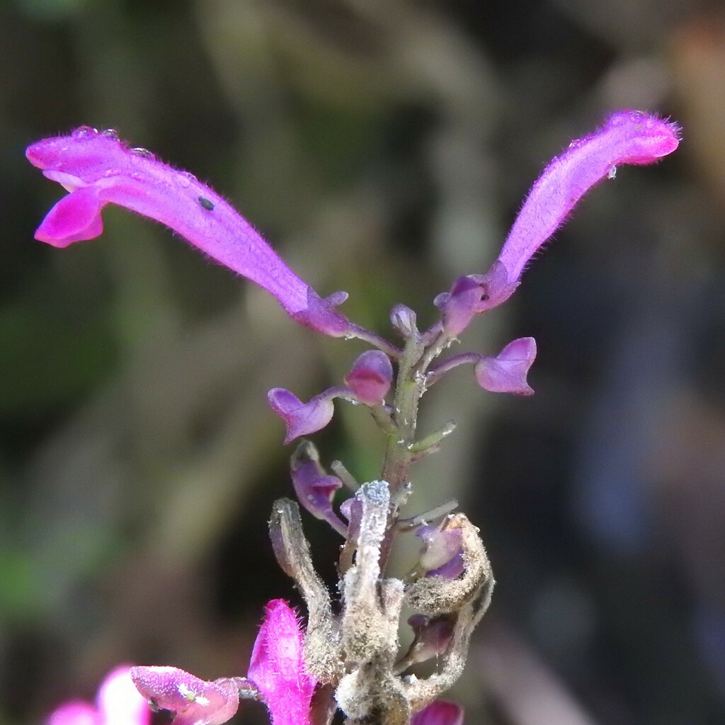 Scutellaria coccinea; photograph (c) Esteban Poveda, some rights reserved (CC BY)