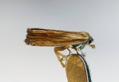 Eucosma umbrastriana