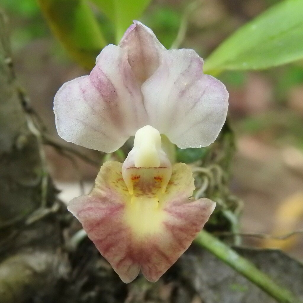 Rodriguezia lehmannii