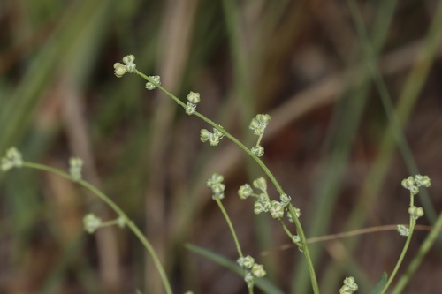 Chenopodium subglabrum iNat (3)