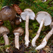 Hygrophorus olivaceoalbus - Photo (c) noah_siegel,  זכויות יוצרים חלקיות (CC BY-NC-SA), הועלה על ידי noah_siegel