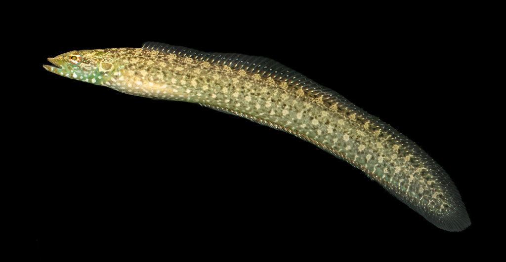 Carpet Eel-Blenny