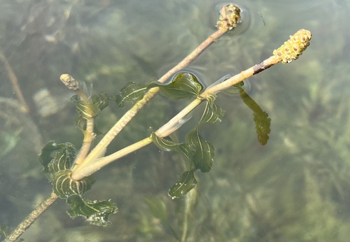 Richardson's pondweed (Potamogeton richardsonii)
