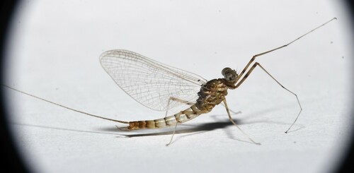 Epeorus albertae
