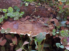 Ganoderma