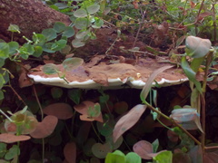 Ganoderma