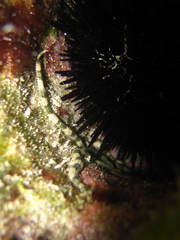 Ophioderma appressa