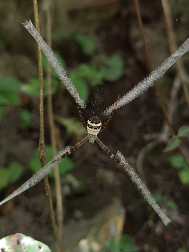 Small Cross Spider