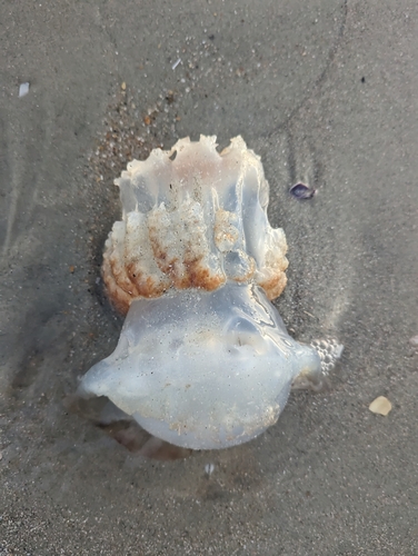 Cannonball Jelly photographed in South Carolina