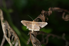 Krananda latimarginaria