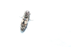 Pherhimius fascicularis