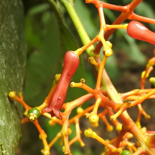 Palicourea heilbornii (Palicourea heilbornii)