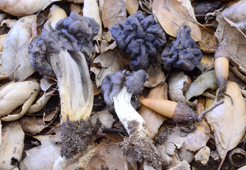 Oak-loving Elfin Saddle