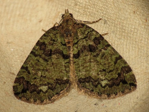 July Highflyer Moth