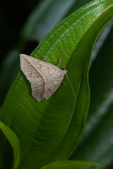 Ugia insuspecta