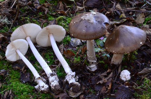 Amanita constricta