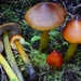 Hygrocybe - Photo (c) noah_siegel,  זכויות יוצרים חלקיות (CC BY-NC-SA), הועלה על ידי noah_siegel