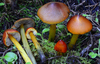 Waxcaps - Photo (c) noah_siegel, some rights reserved (CC BY-NC-SA), uploaded by noah_siegel
