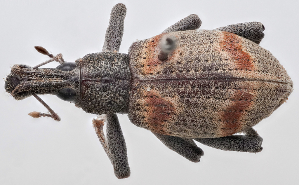 Rhinoscapha cruenta