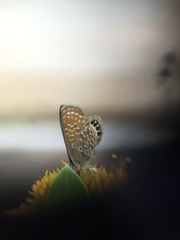 Brephidium pseudofea