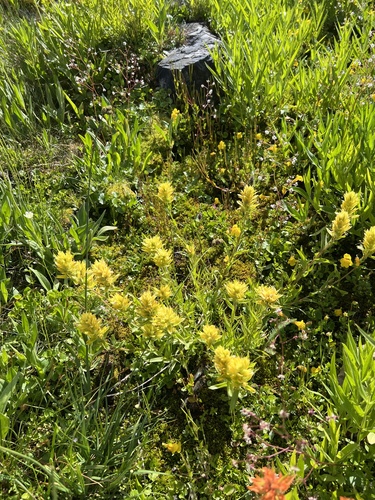 Giant red Indian paintbrush (Castilleja miniata)