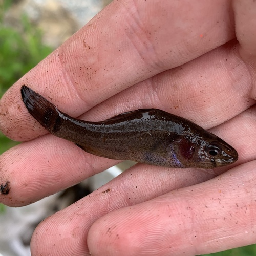 Eastern Pirate Perch (Subspecies Aphredoderus sayanus sayanus