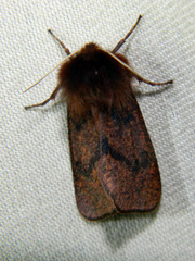 Phragmatobia assimilans