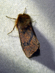 Phragmatobia assimilans